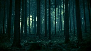 6899587-dark-forest